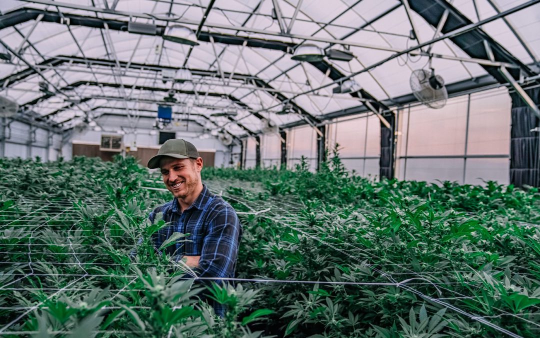 How To Cultivate Your Budding Cannabis Clients