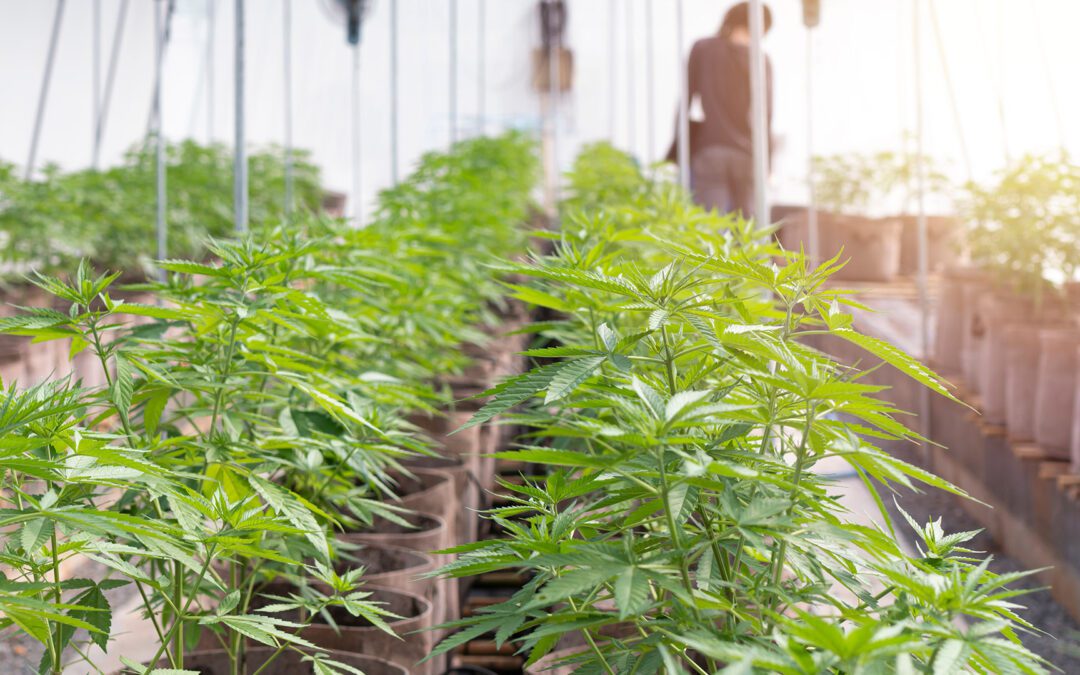 Commercial Cannabis Grow. A man on a cannabis plantation in sunlight. Marijuana grow operation, commercial Cannabis business. Worker checking plant in green house on morning light.