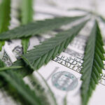 cannabis insurance