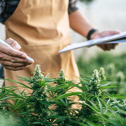 The costly mistake why many operators overlook cannabis product liability coverage