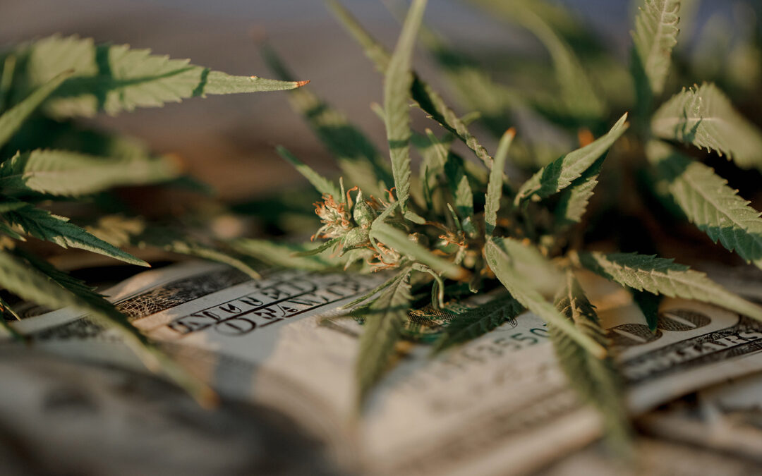 cannabis insurance